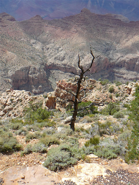 images/A- Yaki Point Canyon View.jpg